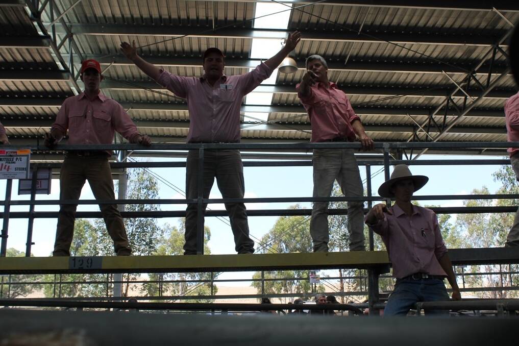 A well-presented line-up of weaner cattle at Yea today impressed South Gippsland buyers.