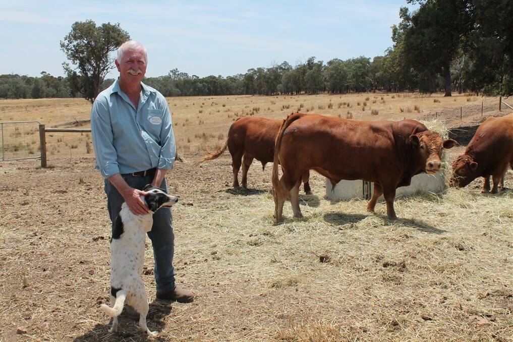 Stud princioal Dennis O'Connor said numbers of poll Limousins have increased from 20 per cent in 2000 to 65pc in 2013. 