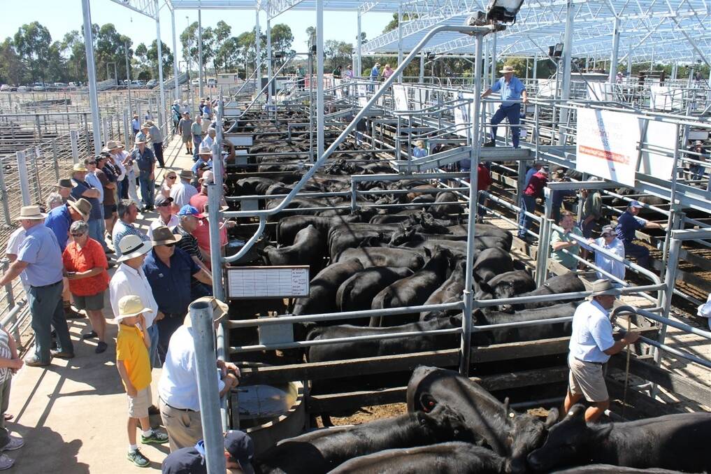 Colac's weaner sale had a bit in it for buyers and sellers.