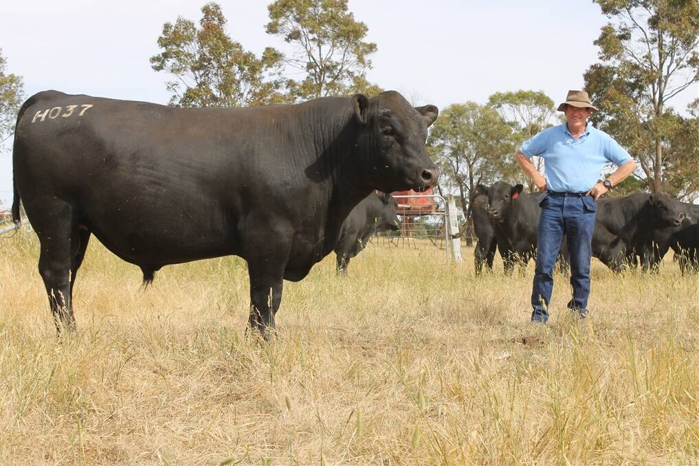David’s Angus principal Charles Weatherly aims for a self-sufficient herd and says he doesn’t coddle them too much. “The cattle are here to work for me, not the other way around,” he said. Mr Weatherly says this means the steers and bulls do well after sale, without being high maintenance.