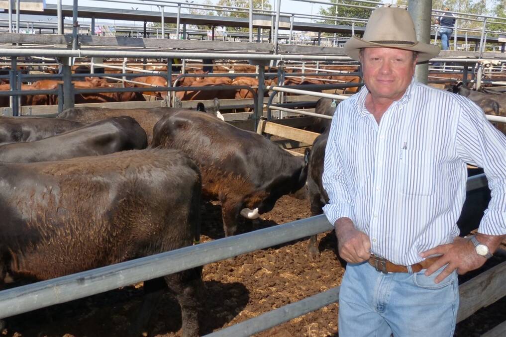 Having the best result at the Wodonga Female Sale today, had Anthony Nichol, NK Nichol & Co, Cunnamurra, Bethanga, smiling. A repeat buyer set the pace, purchasing the PTIC Angus-Hereford heifers, for the sale top of $1240. Their 53 head averaged $1116.