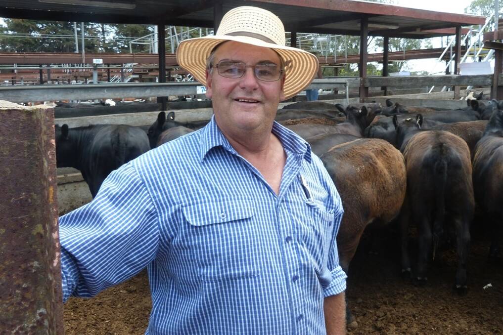 Former South Gippsland dairyman Malcolm Green travelled from Bena to purchase heifers at Hamilton to finish for the winter domestic market. He paid 155c for this pen of Jindalee heifers 339kg which he plans to ad-lib on grain and pasture. 