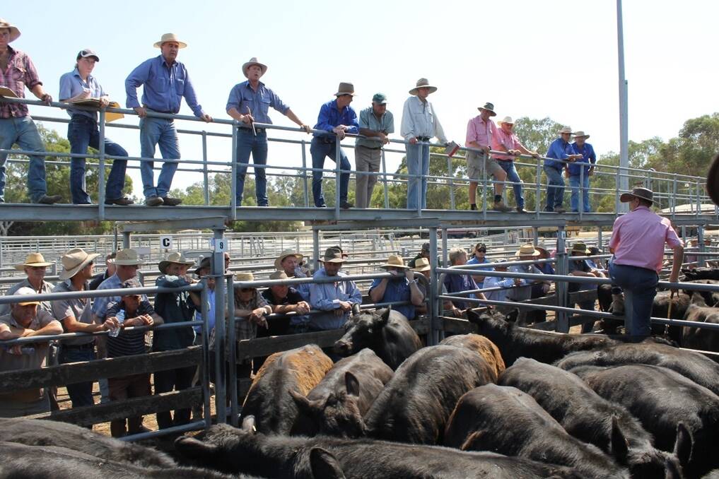 It was already 40 degrees at Wangaratta by the time the sale kicked off at 10.30am. 