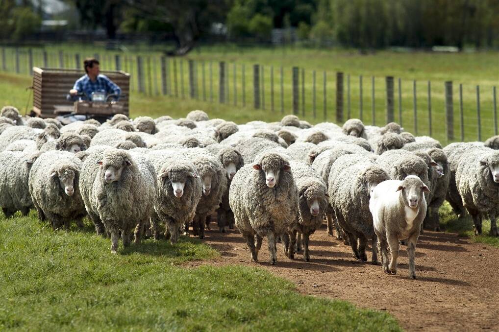 The iconic Fernleigh operation runs over 1500 hectares and at it’s peak had 13,000 sheep, which included 5500 ewes and 1000 stud ewes. Photo Paul Torcello