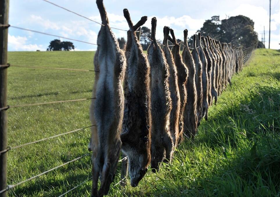 More than 243,000 fox scalps and 1,000 wild dog pelts were handed in between October 2011 and October 2013.