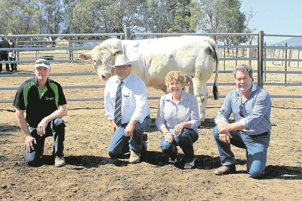 Rangan Charolais principal Graeme Cook with auctioneer Michael Glasser and top-bidders Margaret and Robert Patterson, Drysdale, Ballangeich. They paid $7500 for Rangan Park Bridger H65 (pictured), who is a son of LT Bridger and Palgrove Show Girl.
