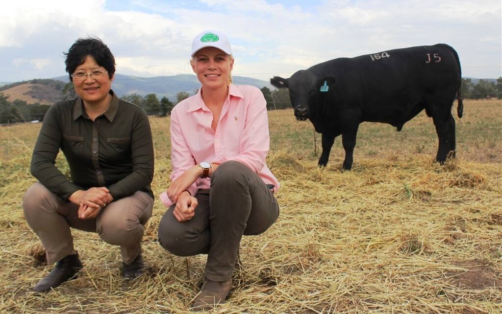Maggie Cao Hui of KingBull, China and Carpenter International livestock supervisor Ashley Van Leeuwen with the top priced yearling bull. 