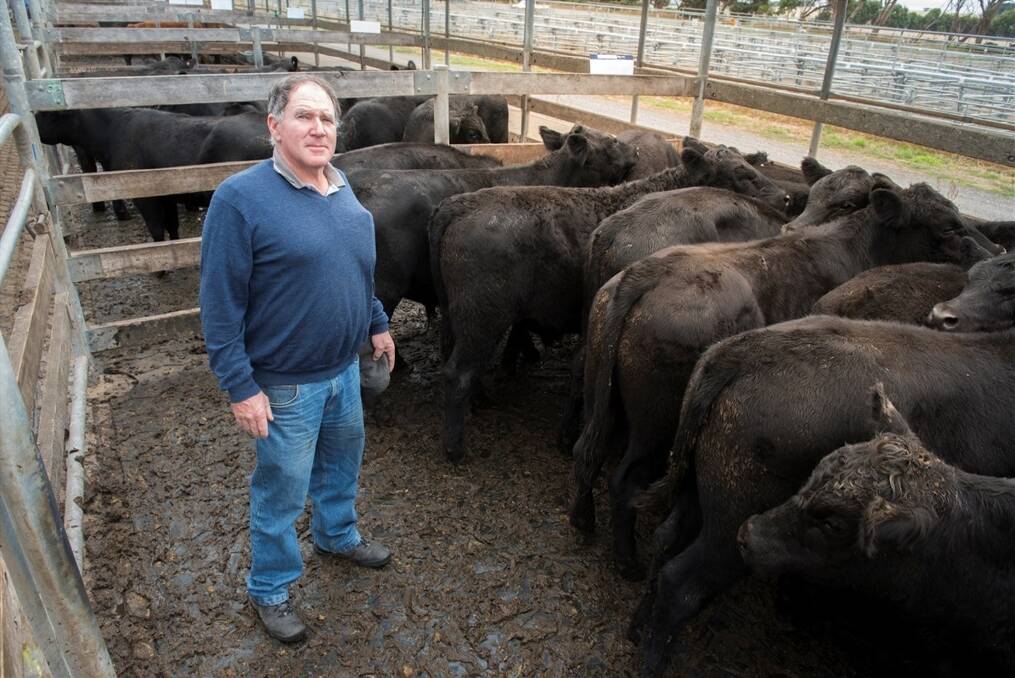 Jamie Simpson of Brucknell Creek with a pen of 353kg steers that brought 206 cents per kilogram.