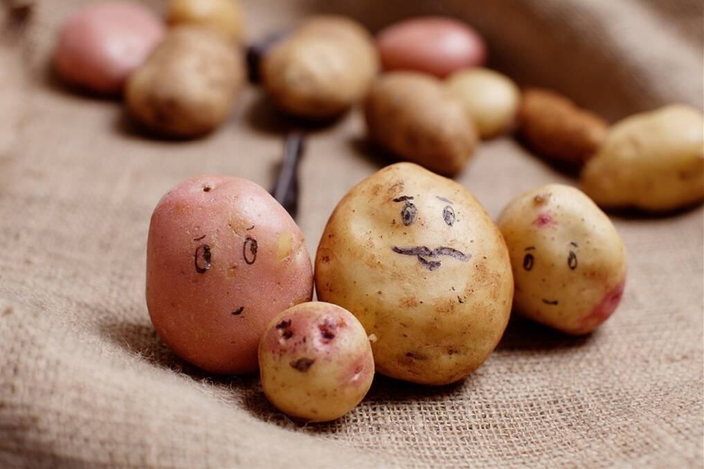 The Senate Committee raises biosecurity concerns over the importation of potatoes from NZ. 