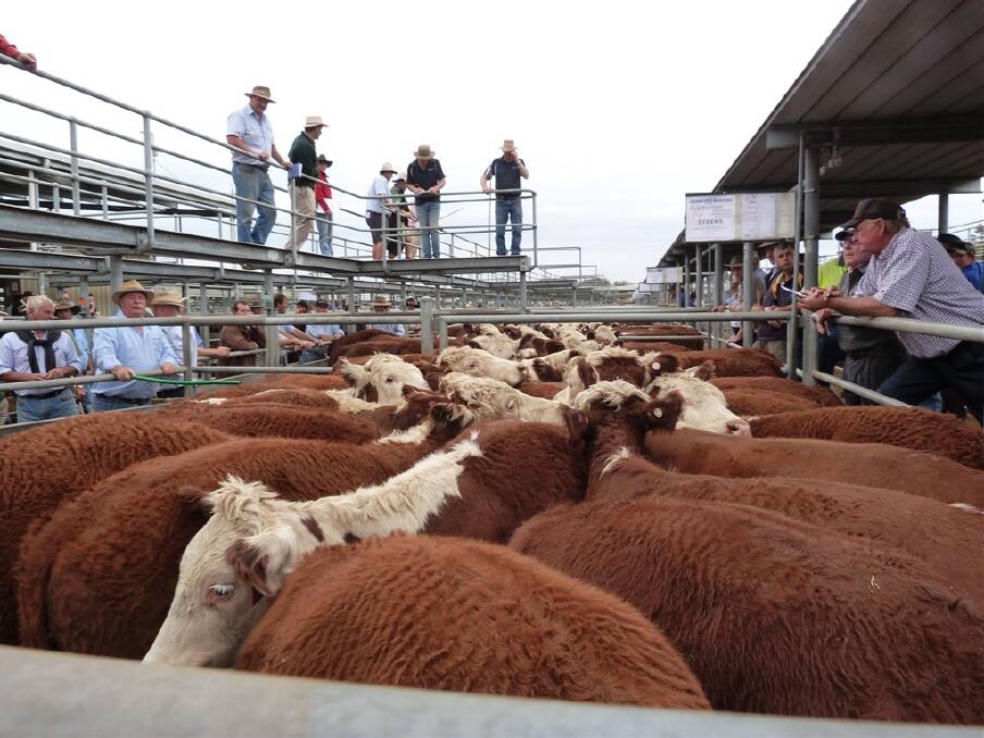 Ballarat City Mayor Joshua Morris has warned if a planning permit for the new saleyards is not lodged by site manager RIPL within three months, council will "seriously need to look at where we are going to go from here".