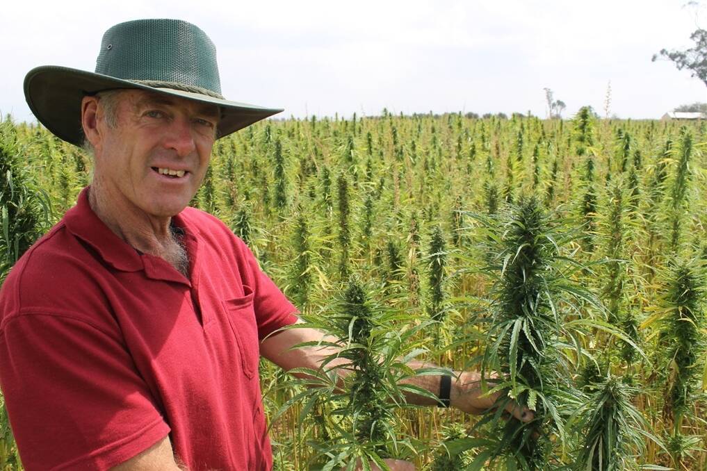 Hemp grower Phil Reader said politicians "don't want to touch" legalising hemp foods consumption for fear of public backlash.