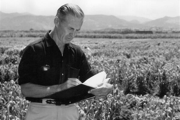 Legendary plant breeder Norman Borlaug in the field. Photo: CIMMYT