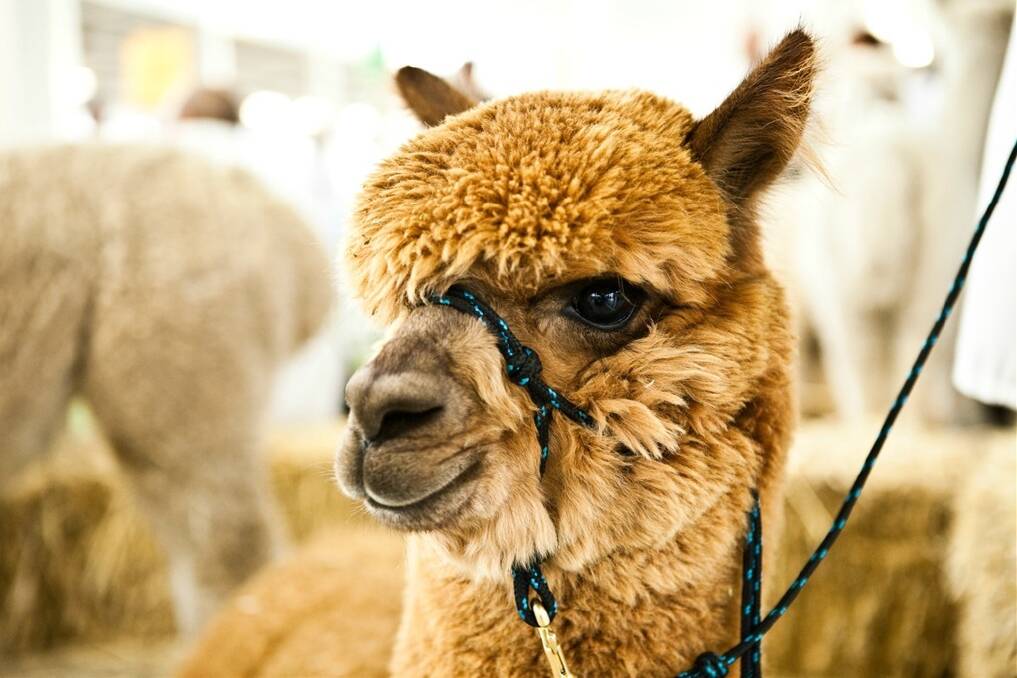 This year's Royal Melbourne Alpaca Show will be held in July. Entries are now open.