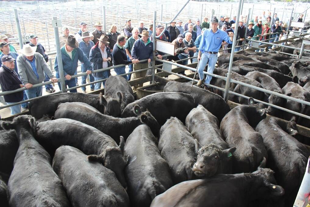 The entire first run of Angus steers that av 520kg and av 191c/kg, or $1015 per head. They were sold by Ron McCrabb from Colac.