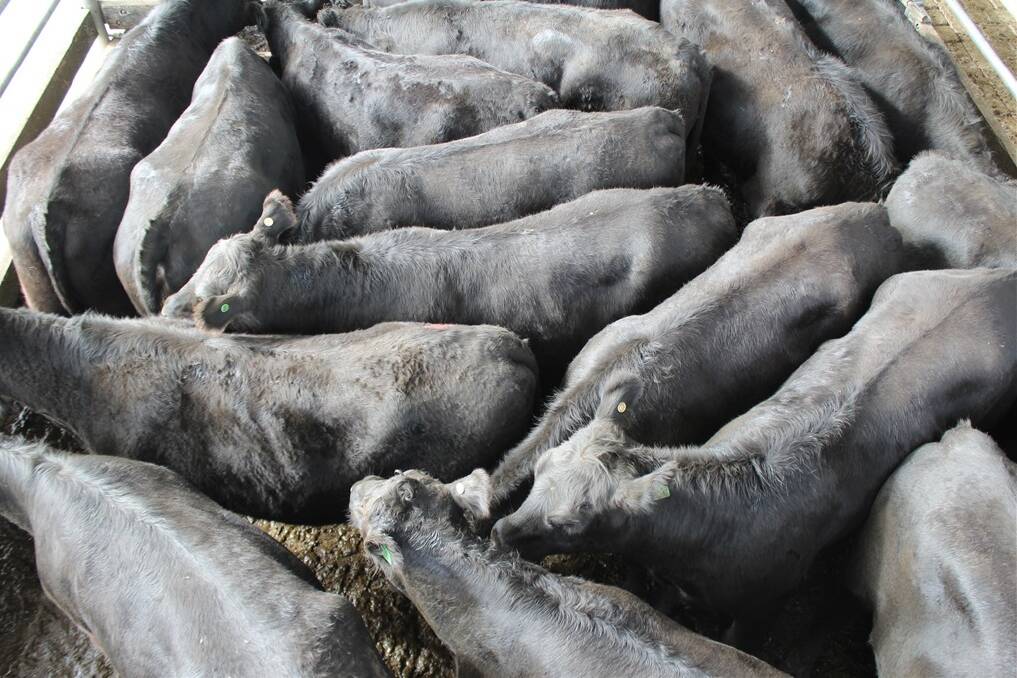 Four municipalities in the State's South West may pool their cattle market to form a centralised regional cattle selling centre within five years. 