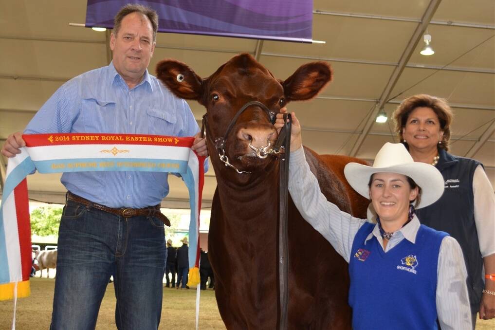 Spencer Family Shorthorns principals David and Marion Spencer with their showstopping heifer 'Mully', who won the supreme interbreed heifer title. 