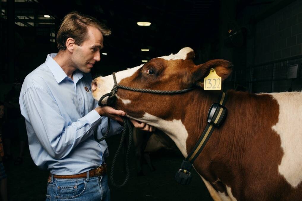 Cameron Clark and Anna model an electronic band used to feed information about the cow to the farmer. Picture: JAMES BRICKWOOD