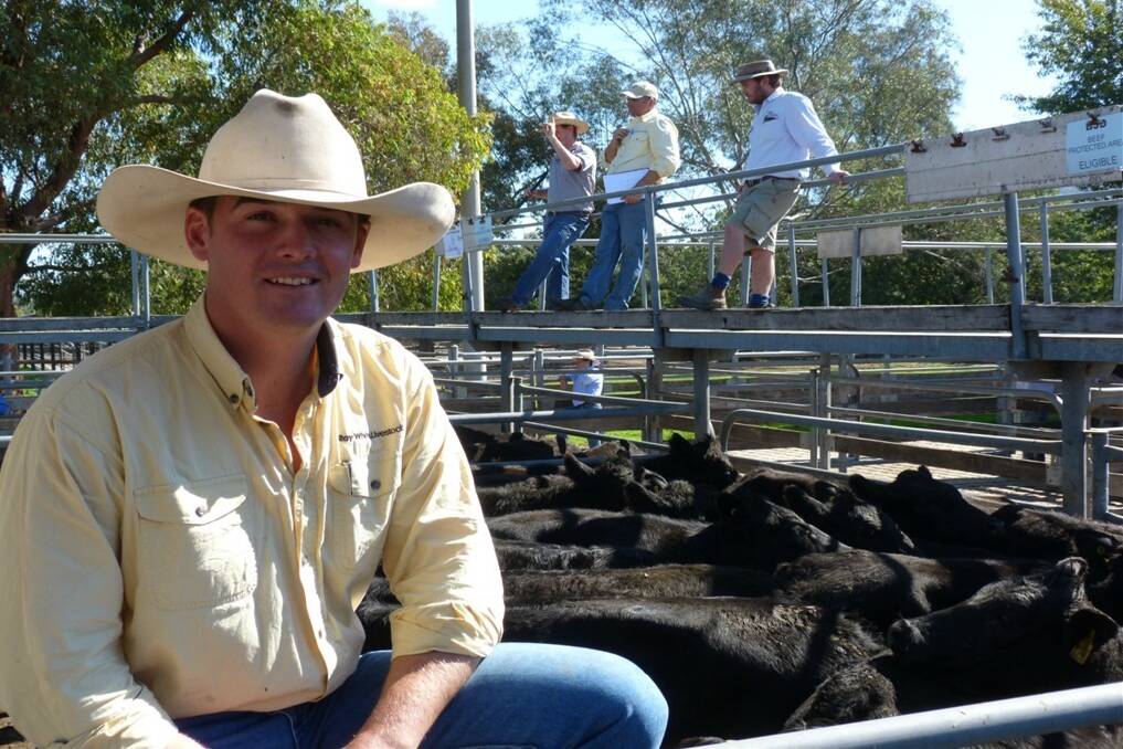 Braidwood agent Paddy Bell, Ray White represented a line of 300 Angus mixed weaners sold at Wodonga by Alan and Kathie Bell of Braidwood, NSW where the steer portion made $800 a head or 224c/kg lwt