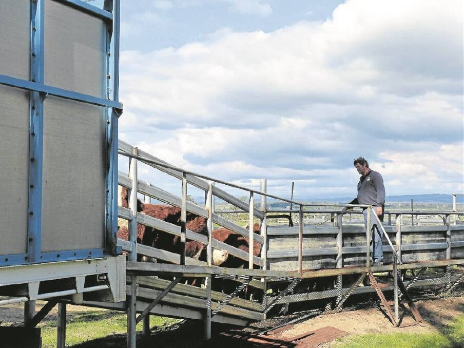 Shane Knight, Knight’s Transport, Tanjil South walking along a metal catwalk, which extends the length of the loading race at the Bergamin Pastoral Co property at Willow Grove. Bergamin Pastoral Co’s John Bergamin, along with farm manager Ben Cumming, have redesigned their loading facility to be safe for them, the truck driver, and the cattle. 
