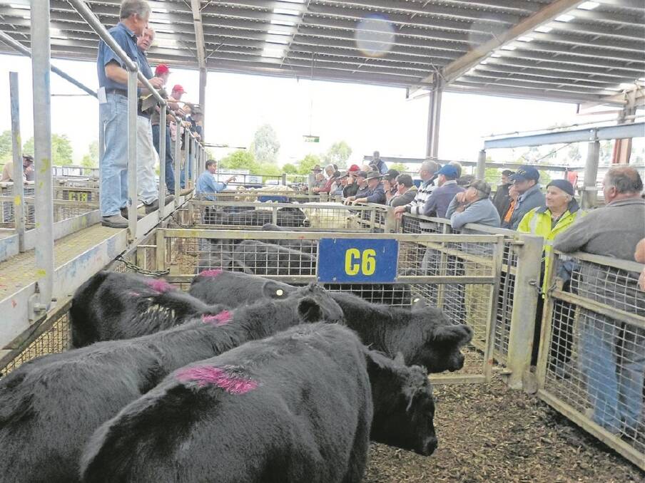 Every Tuesday at Pakenham, the agents hold a “calf, sheep and pig market” – a remnant of the old Dandenong market. Traditionally, this market offers a few older calves which had a number of processor and local hobby farm and producer buyers competing. The market on April 22 was no different, and prices achieved for calves were very good, reflecting the current store sale prices.