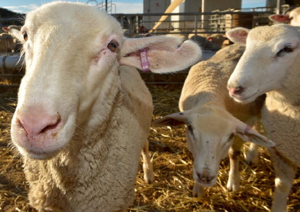 Short week hits sheep supply