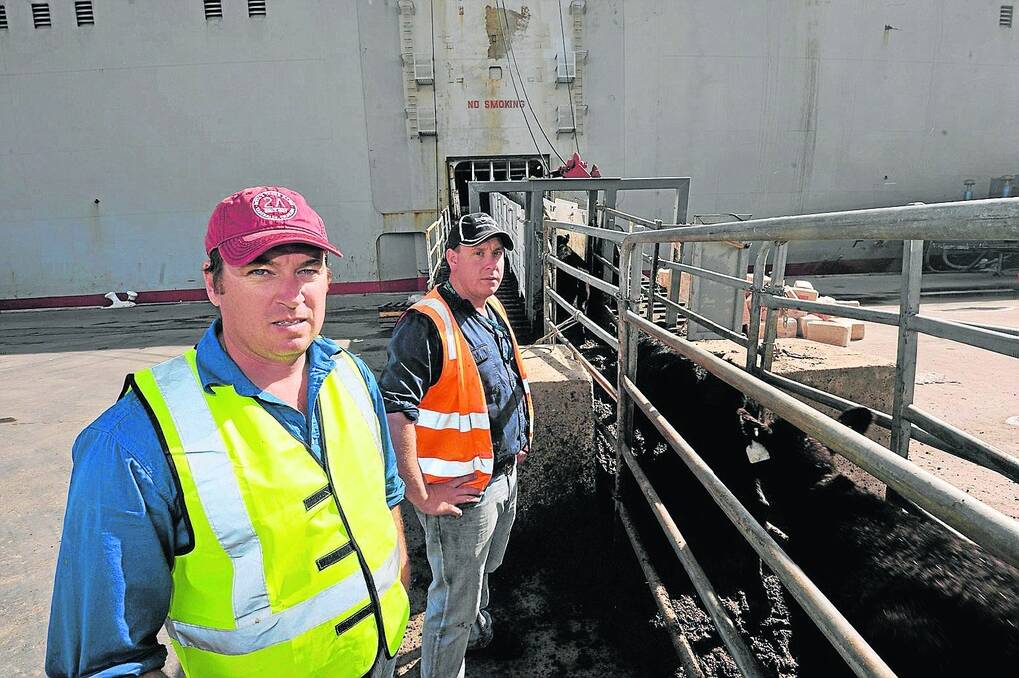 LOADING BAY: Livestock Shipping Services’ export manager Paul Keenan with coordinator of vessels Trans Australia Jason Thornhill overseeing the loading of Angus steers on the MV Ghena at Port Adelaide on Tuesday.