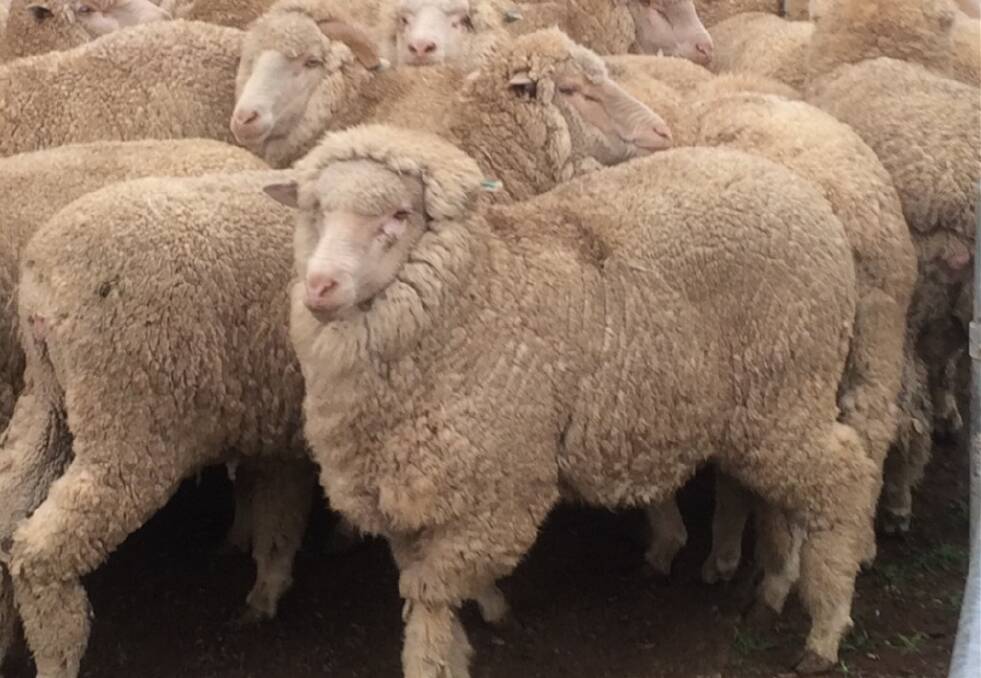 A feature line of the wethers was offered by Greg McGurk, Charlton, who sold 522 rising 3yo to $136.  They were bought from Orroroo, SA, as lambs, and were shorn twice by the McGurks.
