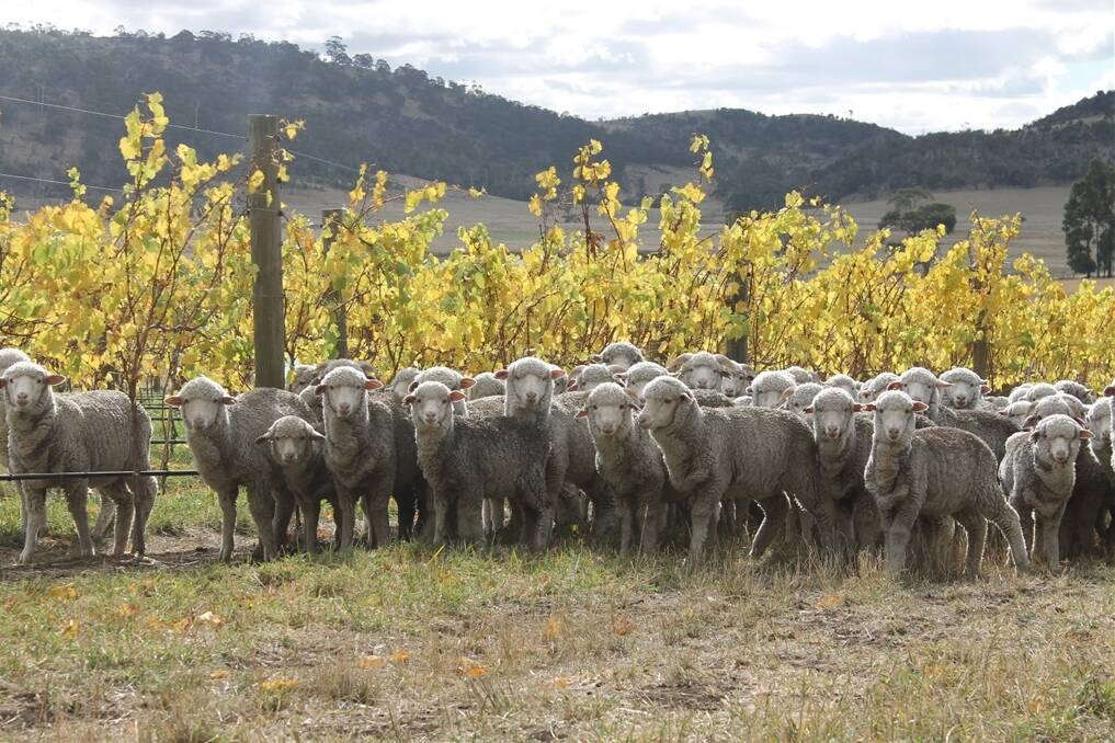 Swansea woolgrower Jack Cotton has a mob of about 200 September-2013 drop weaners (pictured above) cleaning up his vines between vintage (late April) and bud break (early September). 