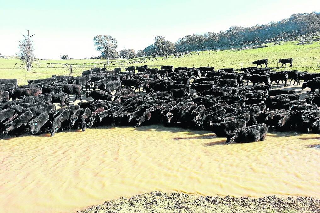 <strong>QUALITY BOOST:</strong> Tom Gunthorpe has a property each at Danebank and Mount Buffalo, NSW. He has undergone training to ultrasound his 400 Angus cows, and regularly uses artificial insemination.