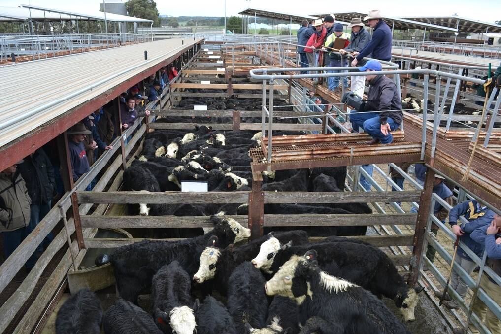 Council approval will see the $4.5million upgrade of the Hamilton sheep saleyards begin by next winter. 