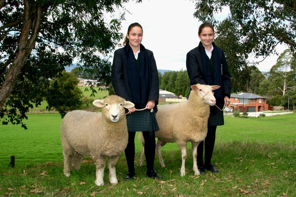 Twins Ashlea and Olivia Cross, 12, holding a Romney ewe and an East Friesian ewe. These young ewes are last year’s lambs and are now 8.5-months-old and weigh 67 kilograms. Photo: Gavin Wall.