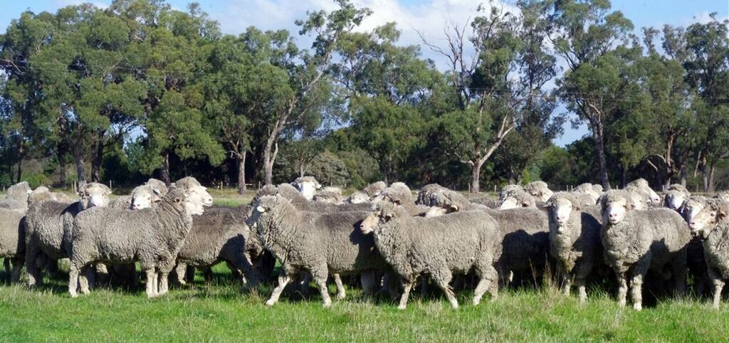 Greg Foat has made big changes to his Gippsland Merino operation. Pictures by Jeanette Severs.