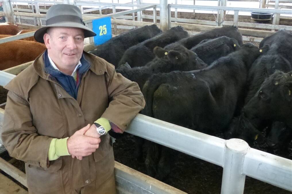 Mark Vaughan, Yarragon, purchased these Angus steers for $850, and the Hereford steers behind for $765.