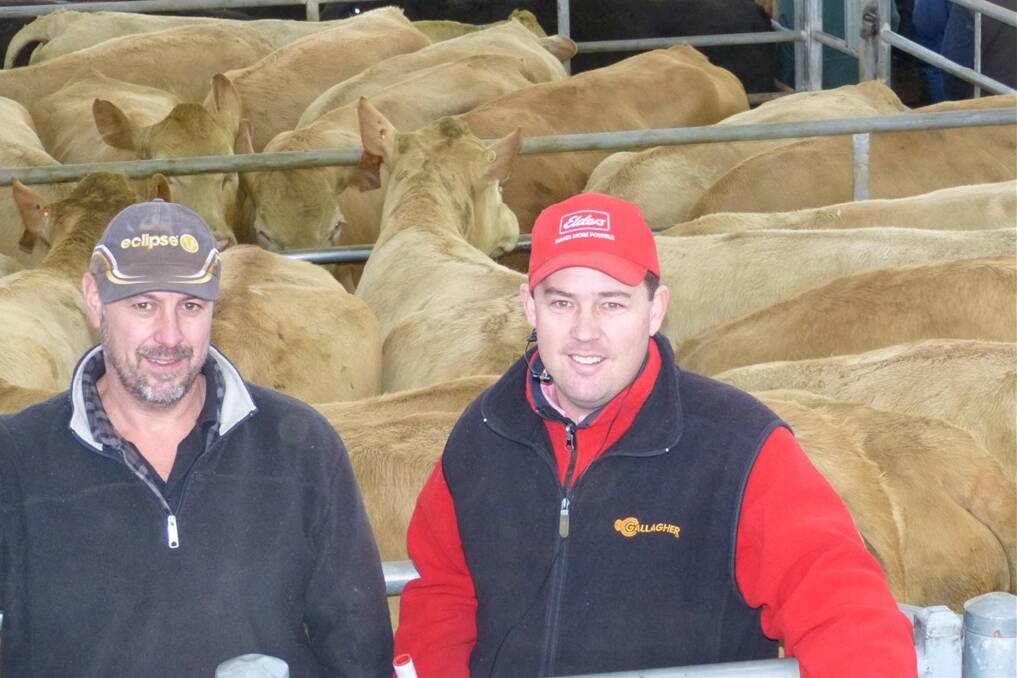 Setting a high standard in the joined female section of the Yea market were these Charolais-Senepol cows, PTIC to Paringa Red Angus bulls. Andrew Fulford, Larnoo, Yea (pictured with selling agent Jim Hutchison, Elders Yea) sold the 20 cows for $1020 and $970, and were purchased by Mick Curtis, Newmarket Livestock, Euroa.