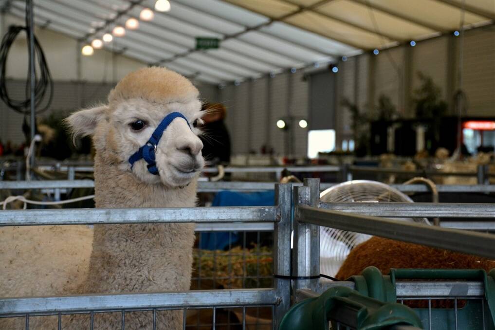 There was a boost in both exhibitors and visitors at this years Royal Melbourne Alpaca Show.