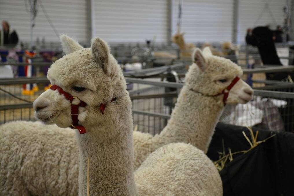 Numbers up at second Alpaca show