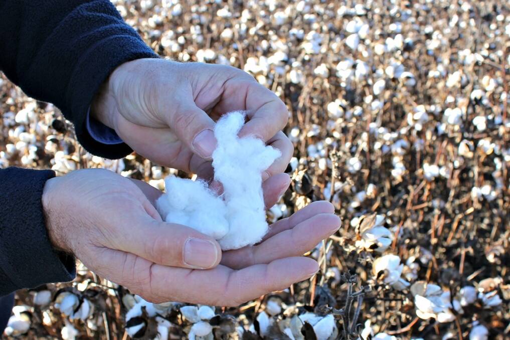 The cotton crop will be harvested in coming days.