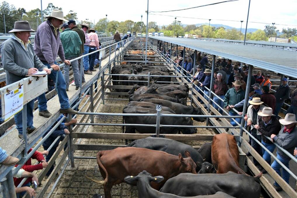 Local restockers and backgrounders, as well as buyers for a few feedlots were active at Wodonga.