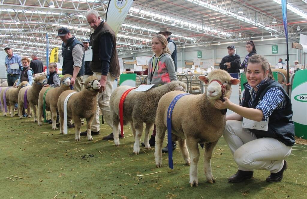 Photos from the Poll Dorset arena at the Australian Sheep and Wool Show.