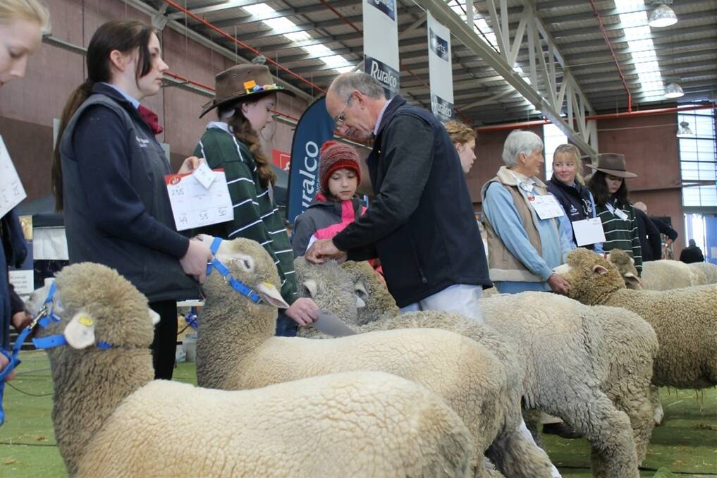 A few highlights from the Corriedale judging at the Australian Sheep & Wool Show at Bendigo.