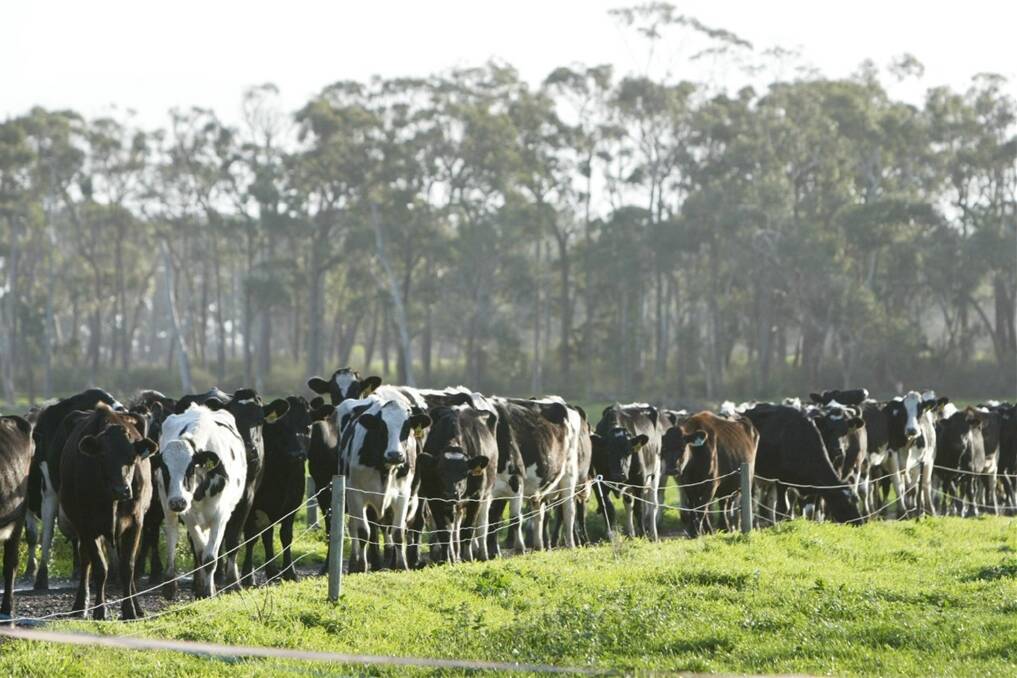 Dairy Farm Investment Forum launched
