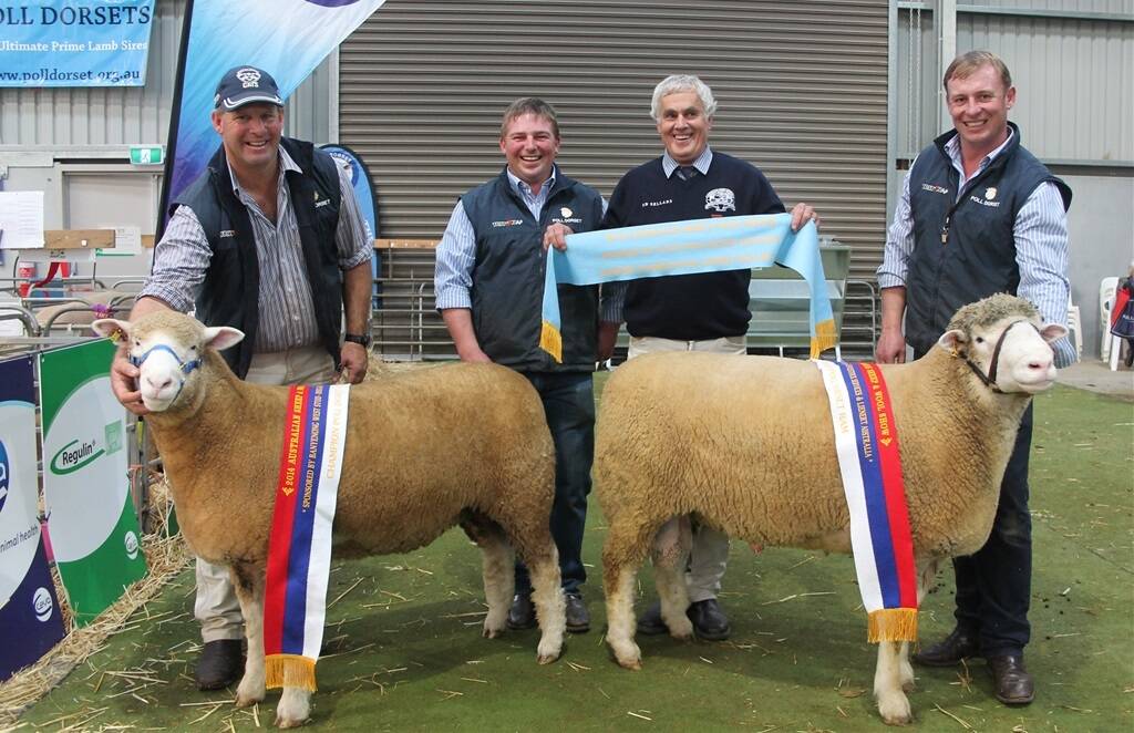 Valley Vista Poll Dorset principal Andrew Scott with the stud’s champion ram together with the supreme Poll Dorset exhibit, Hillden 210, with James Frost, judge Geoff Davey and Anthony Frost of Hillden stud, Bannister, NSW.