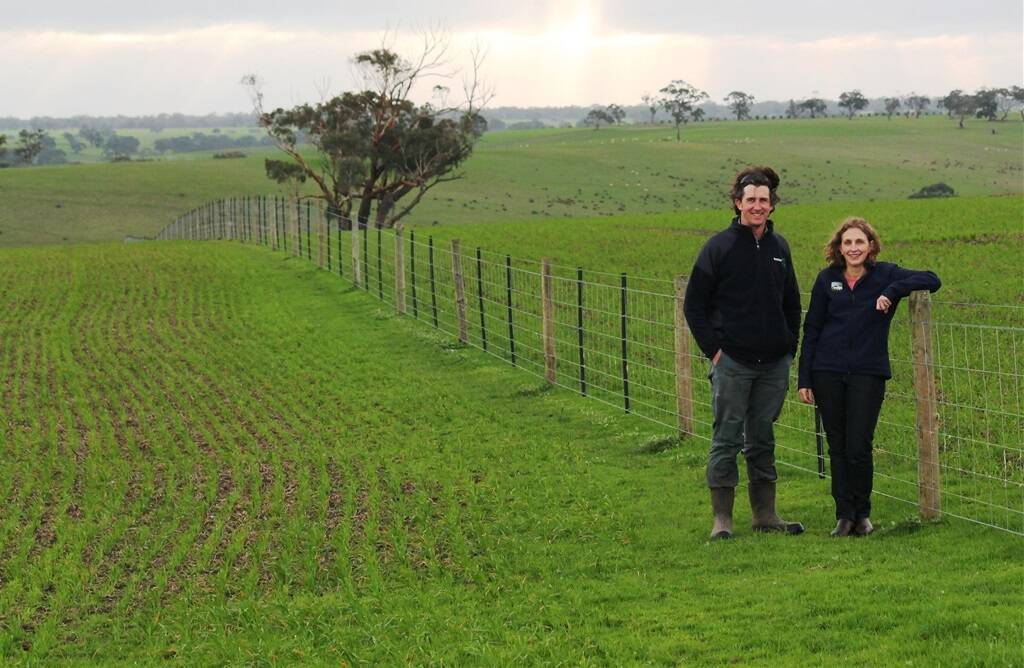 Kate and Chris Dorahy inspect part of their 40ha of oats planted as an alternative feed source in case the forecast El Niño impacts their traditional summer feed crops. 