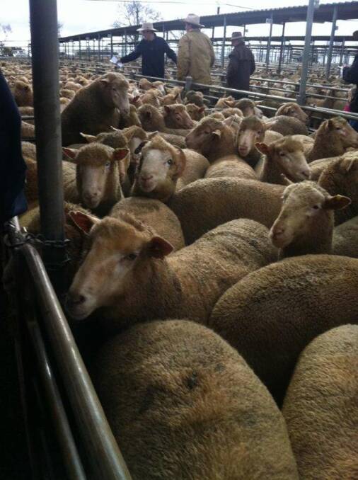Wagga prime lamb prices drops