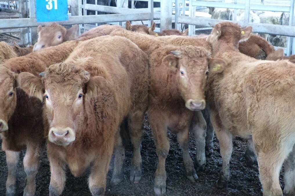 These nine Limousin steers, offered by M&M Stephens, Moe, sold for $710 at the regular Leongatha store cattle sale last Thursday. 
