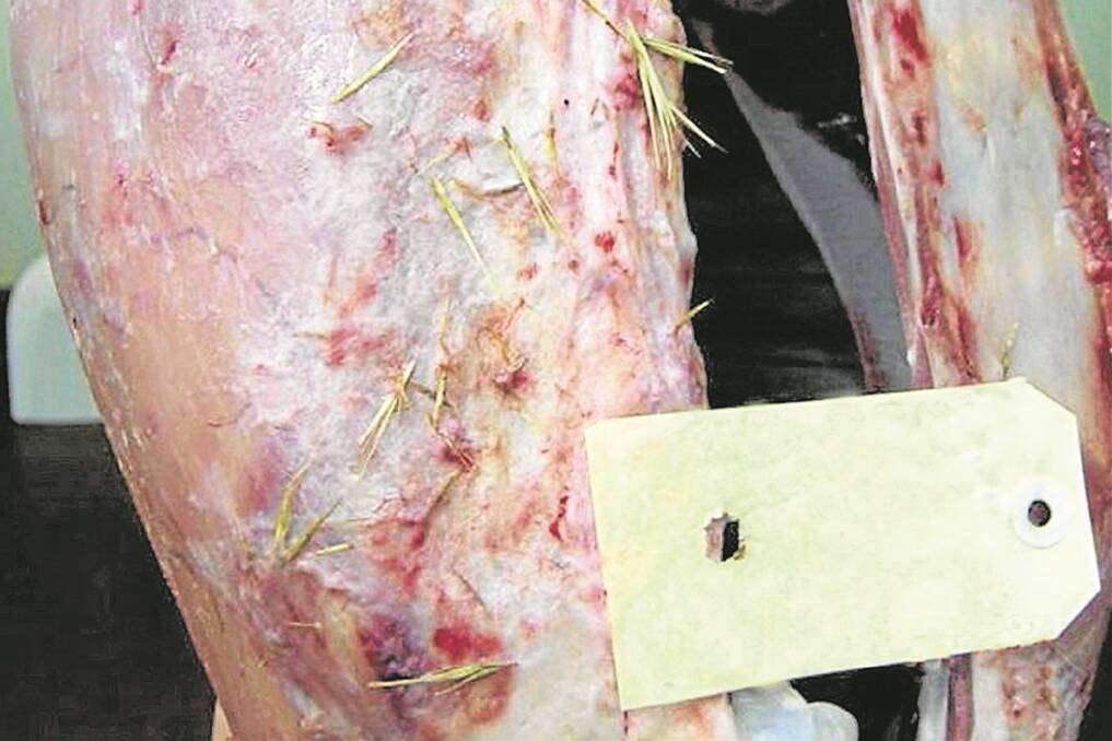 NGSAP is targeting a reduction in grass seed infestation incidence to less than five per cent of lamb lots by 2015.