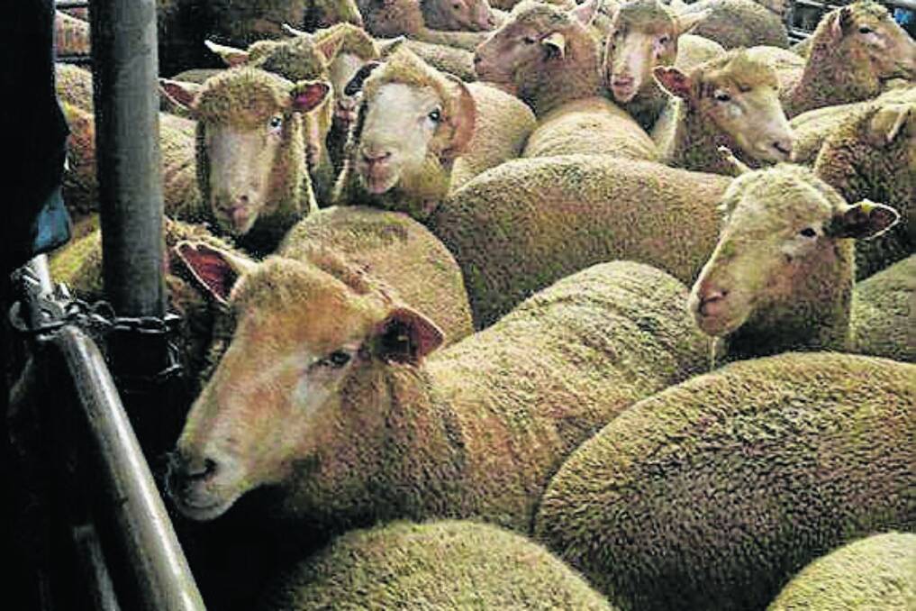 Lamb prices tumbled $10-$17 at the Wagga Wagga, NSW, prime sheep market last Thursday.