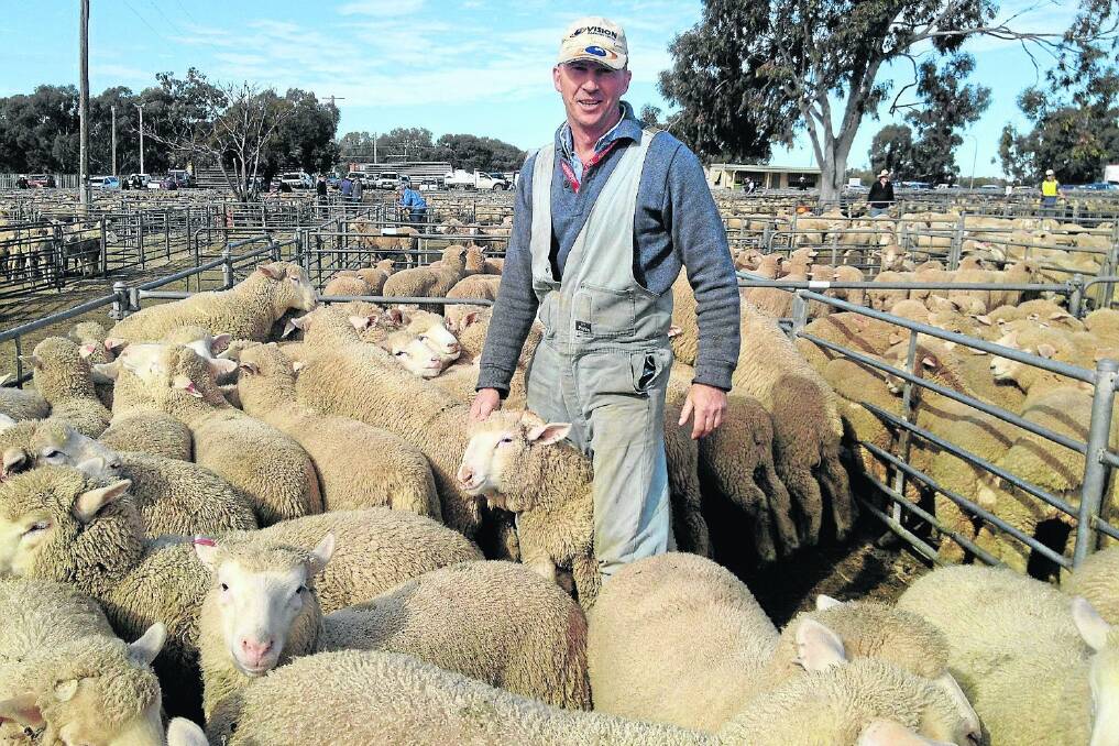 Alistair Robb, Buraja Station, Buraja, NSW, with a pen of new-season lambs that sold for $118 at the Corowa, NSW, prime sheep market on Monday.