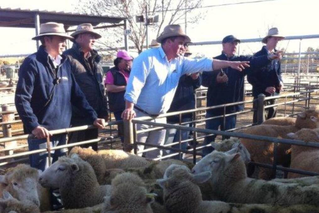 New lambs shine at Wagga