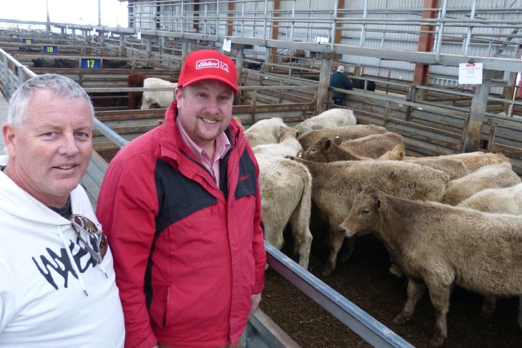 Malcolm Dodson (left) purchased these 15 Charolais steers for his Trafalgar property through his agent Alex Dixon, Elders Korumburra. Both Alex & Malcolm thought they were good buying at $600, which was estimated to equal 200 cents per kilogram liveweight. 